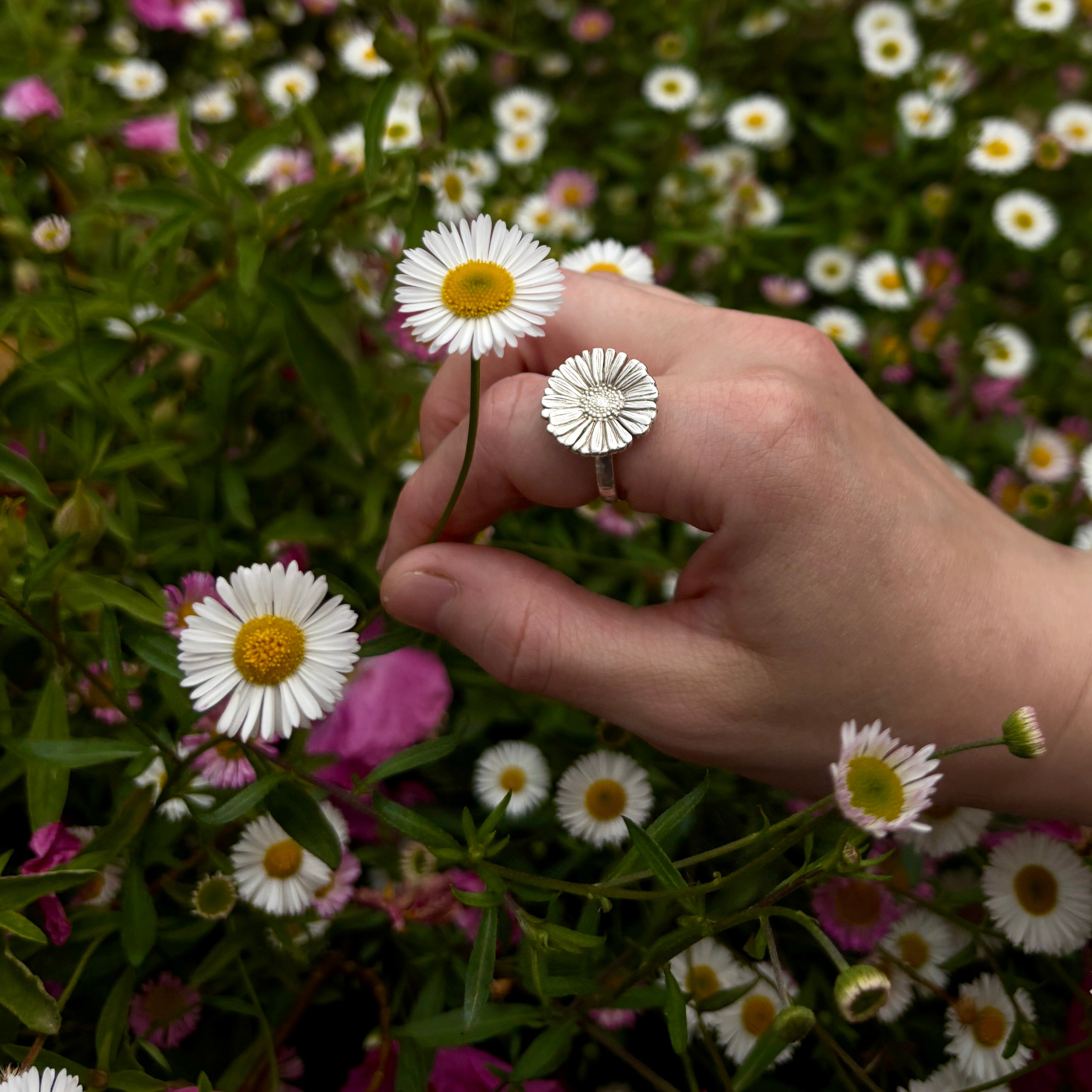 hand picking a daisy from a meadow of pink and white daisies. The hand is wearing a silver daisy ring on its index finger