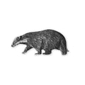 silver badger brooch